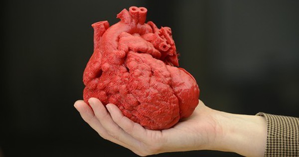 Quả tim làm việc như thế nào để đảm bảo tuần hoàn máu trong cơ thể?
