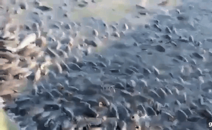 Cảnh tượng đàn cá bơi lúc nhúc gây sởn da gà, ngỡ chỉ xuất hiện trong phim kinh dị mà có thật ở hồ nước độc nhất vô nhị trên thế giới