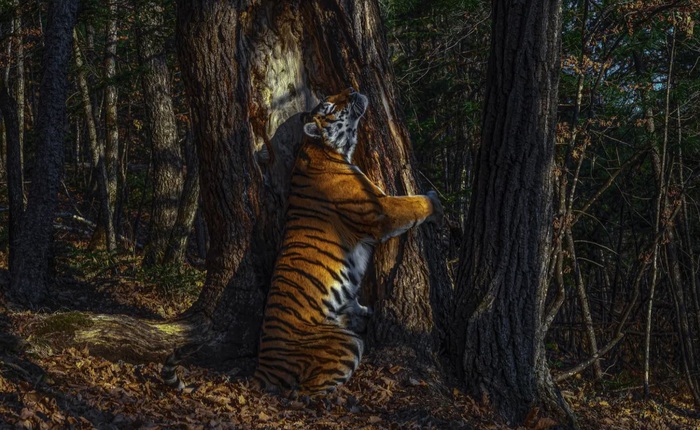 Bộ sưu tập ảnh thiên nhiên của năm: Hổ Sibera ôm cây, chú khỉ 'chill' và con kiến bám lấy bọ cánh cam