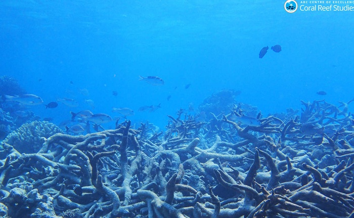 Rạn san hô 500 nghìn năm tuổi Great Barrier đã mất gần một nửa số san hô so với những năm 1990