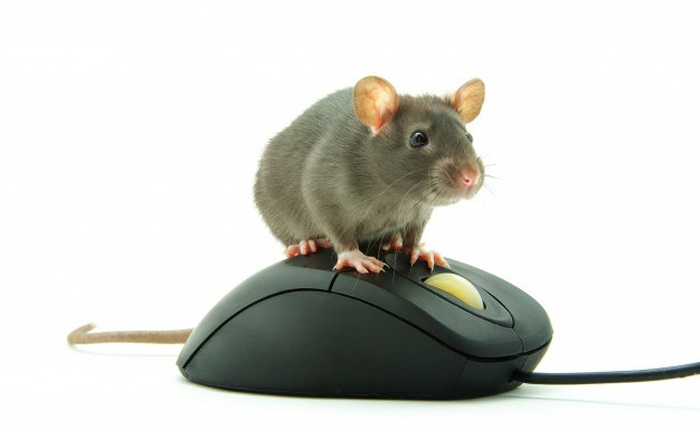 Vì sao chuột máy tính lại được gọi là...'chuột', thay vì tên của một loài động vật khác?