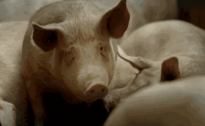 Ý nghĩa thực sự của việc nuôi lợn đối với khoa học