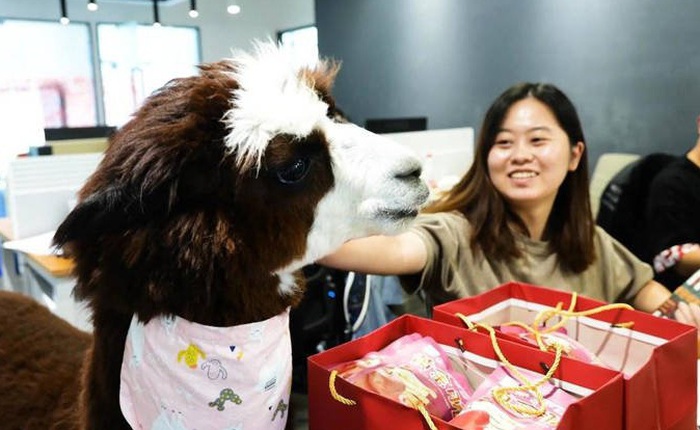 Công ty Trung Quốc "thuê" lạc đà để giúp nhân viên của mình thư giãn