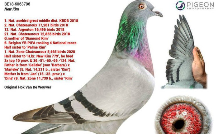 Chú chim bồ câu đua đắt nhất thế giới, có giá bằng cả một chiếc Pagani Huayra