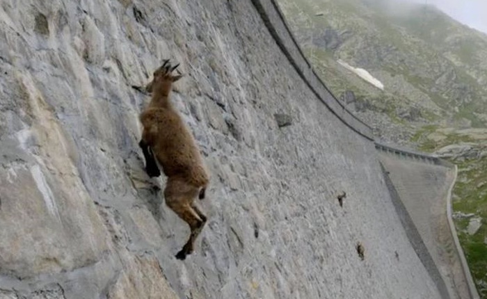 Alpine Ibex: Bất chấp các vấn đề về trọng lực, loài động vật này vẫn có thể leo lên các bức tường thẳng đứng
