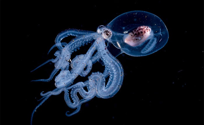 Nhiếp ảnh gia chụp được ảnh ấu trùng bạch tuộc với cái đầu trong suốt sống ở vùng nước tối và bạn thậm chí có thể nhìn thấy não của nó