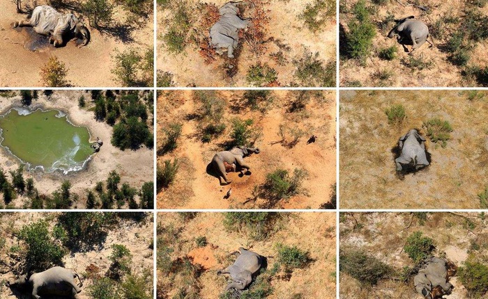 Tìm ra thủ phạm đã giết chết 330 con voi bên cạnh hồ nước