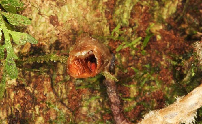 Phát hiện loài lan xấu nhất thế giới trong rừng Madagascar