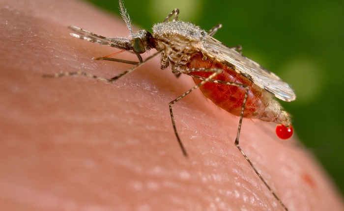 Quyết định gây sửng sốt: Không phải Covid-19, CDC tuyên bố con muỗi mới là câu chuyện tâm điểm về sức khỏe toàn cầu