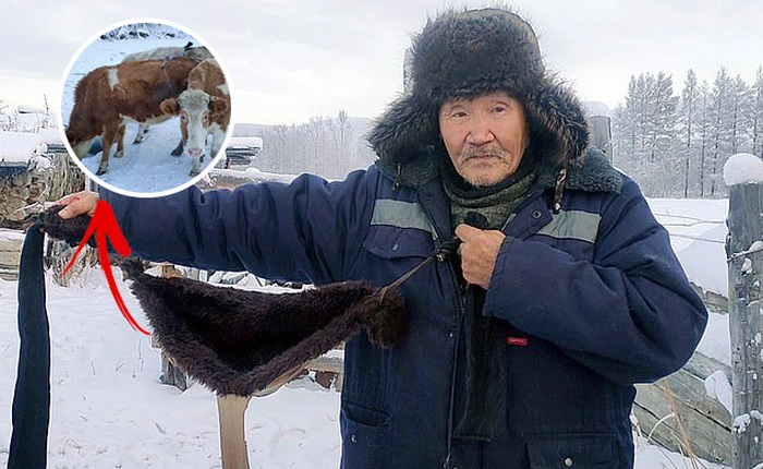 Nga: Bác nông dân tự làm áo lót để bò mặc cho khỏi lạnh