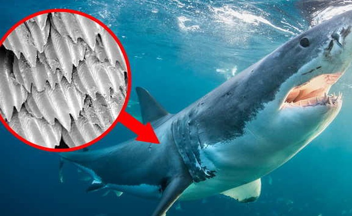 [Video] Bạn có biết da cá mập chứa đầy gai nhọn, và đó là nỗi ác mộng với mọi mầm bệnh, thậm chí cả virus corona