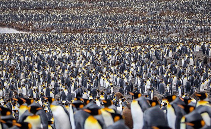 Hơn nửa triệu con chim cánh cụt hoàng đế lúc nha lúc nhúc tụ tập về "lãnh địa" phía nam Đại Tây Dương để bắt đầu mùa sinh sản