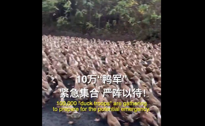Trung Quốc cử “đội quân” 10 vạn con vịt đến biên giới để tiêu diệt 400 tỷ con châu chấu