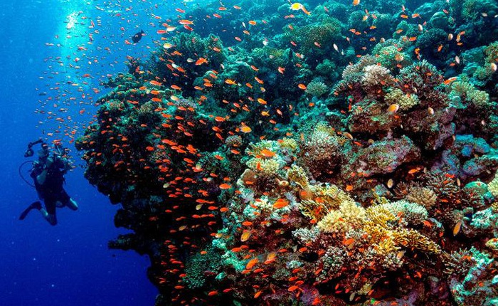 Khoa học cảnh báo: 70-90% san hô sẽ biến mất trong 20 năm tới, và tuyệt chủng trong 80 năm nữa