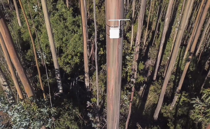 Chi-lê: Kiểm lâm lắp "mũi kỹ thuật số" trên cây cao để ngửi được mùi khói cháy rừng