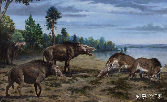 Loài lợn khổng lồ cổ đại: Kẻ khủng bố của Bắc Mỹ thời tiền sử
