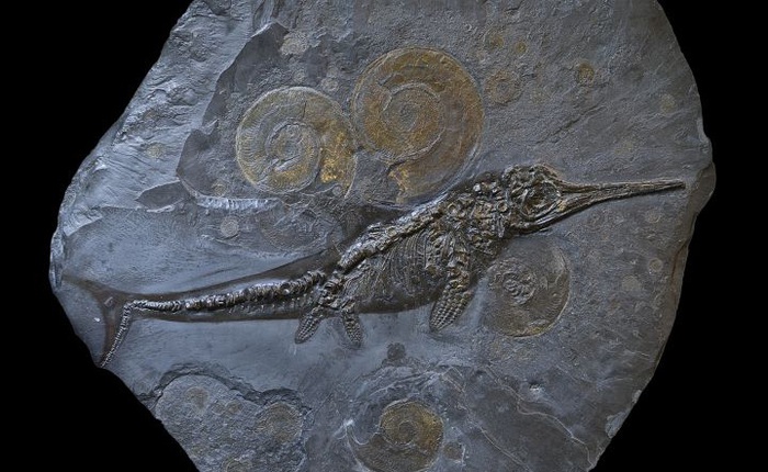 Các nhà cổ sinh vật học phát hiện ra chất béo trên cơ thể của thằn lằn cá từ 180 triệu năm trước