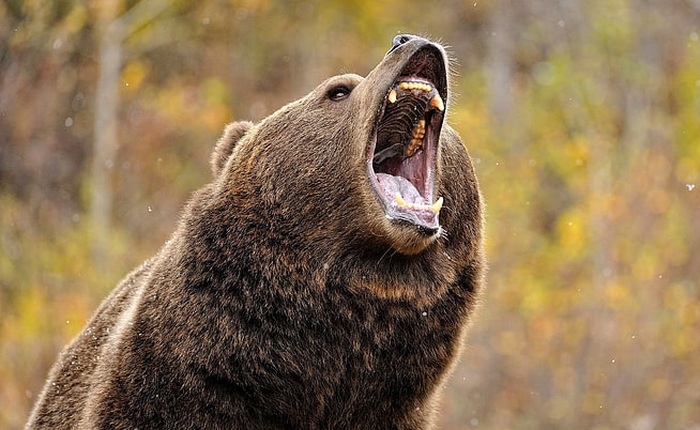 Biến đổi khí hậu nghiêm trọng đến nỗi gấu đang ngủ đông chợt tỉnh dậy sớm cả 2 tháng