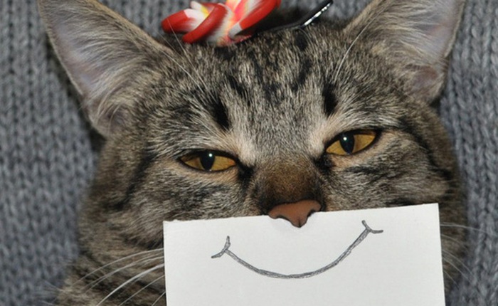 Hóa ra mèo cũng có biểu cảm khuôn mặt, nhưng không phải ai trong chúng ta cũng có thể nhận ra