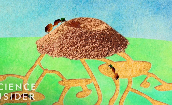 Một tổ kiến cỡ trung có khoảng 250.000 chú kiến, hãy cùng khám phá bên trong nhà của chúng