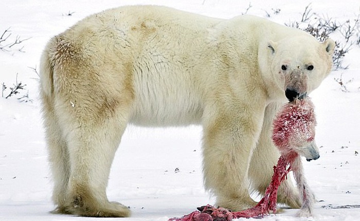 Gấu Bắc cực đang bị buộc phải ăn thịt đồng loại, do biến đổi khí hậu và con người