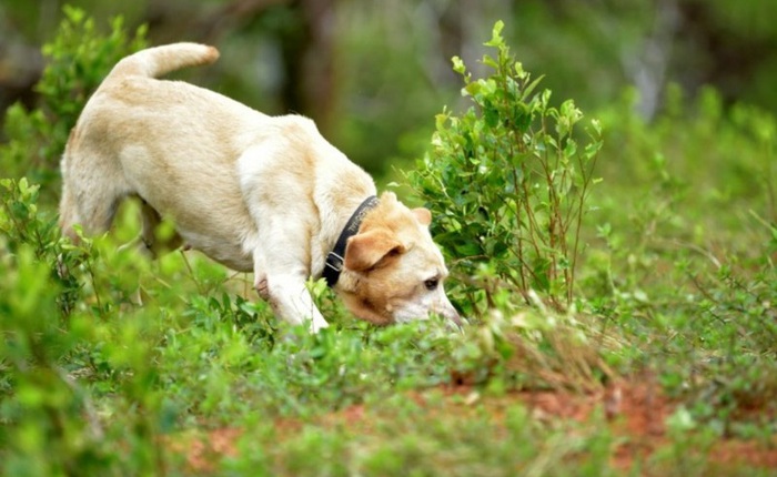 Các nhà nghiên cứu Anh huấn luyện chó để phát hiện dấu hiệu của người nhiễm Covid-19