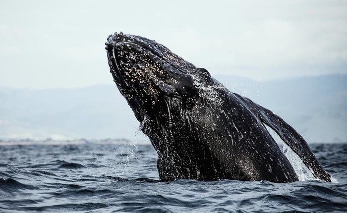 Nghiên cứu mới cho rằng Mặt trời có thể là nguyên nhân khiến cá voi xám chết vì mắc cạn