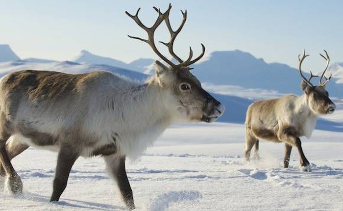 Nghiên cứu mới: Cứ thả động vật ăn cỏ chạy quanh Bắc Cực, ta sẽ cứu được băng vĩnh cửu và hạn chế biến đổi khí hậu