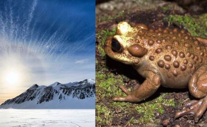 Giới khoa học sửng sốt khi phát hiện hóa thạch ếch Nam Mỹ tại Nam Cực