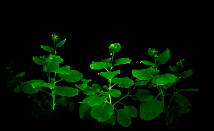 Các nhà khoa học Nga tạo ra giống thực vật "ngoài hành tinh", có thể phát sáng rực rỡ trong bóng tối