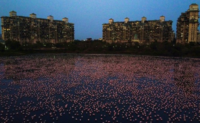 Tận dụng lúc con người vắng mặt, hàng chục vạn con hồng hạc đã "phủ hồng" mặt nước Mumbai