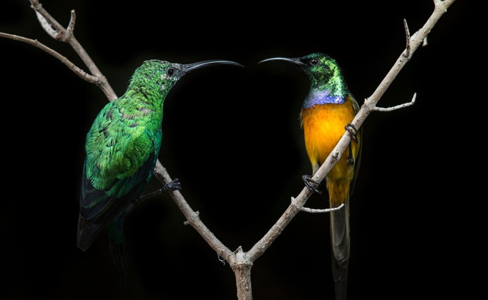 Những bức ảnh chụp chim đầy màu sắc của nhiếp ảnh gia phải cách ly tại nhà mùa dịch