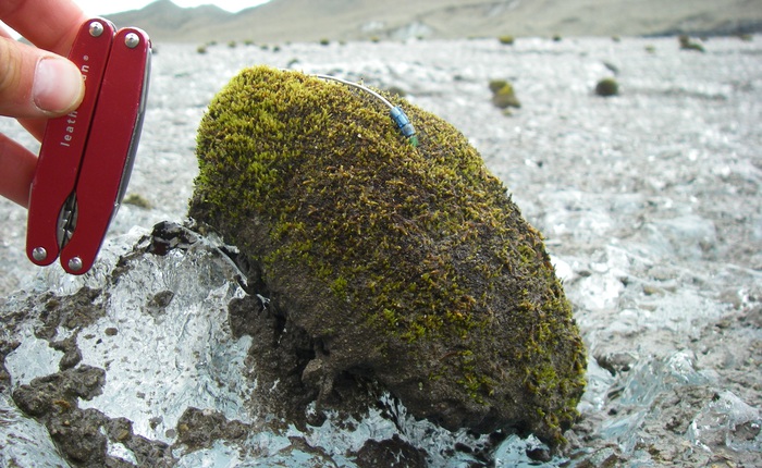 Chuột sông băng: những cục rêu dẻo như bánh nếp biết tự di chuyển làm đau đầu giới khoa học