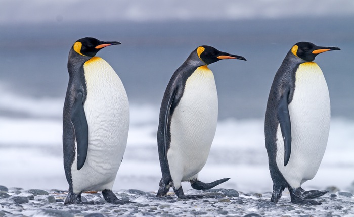 Nghiên cứu mới: Phân chim cánh cụt tạo ra khí gây cười, hít thở không khí trong khu vực thôi cũng đủ "quặn ruột"