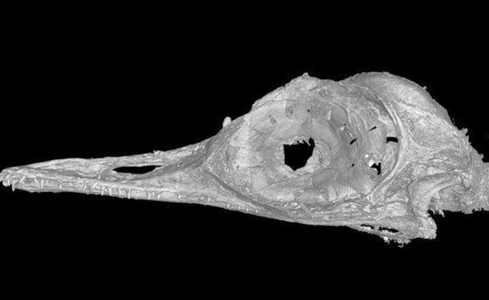 Phát hiện loài khủng long ăn thịt có kích cỡ nhỏ nhất trên Trái Đất, còn bé hơn cả một con chim ruồi