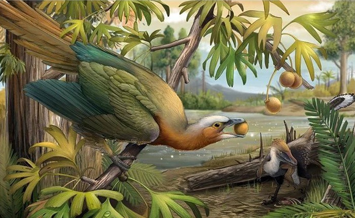 Các nhà khoa học phát hiện ra bí mật giúp loài chim thoát khỏi sự tuyệt chủng hàng loạt