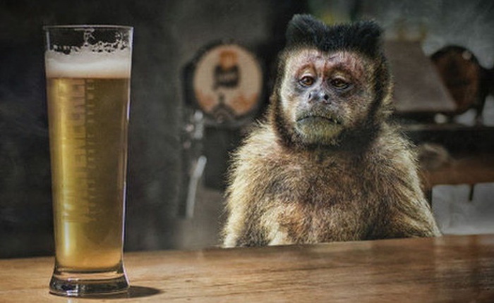 Một con khỉ nghiện rượu bị kết án tù chung thân vì gây hậu quả 'đặc biệt nghiêm trọng'