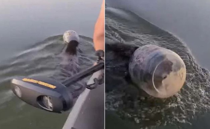 Ngạt thở với đoạn video giải cứu chú gấu vùng vẫy giữa hồ vì bị mắc kẹt đầu trong lọ nhựa