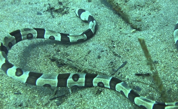 Loài cá chình rắn "rạch bụng" kẻ săn mồi để tìm về tự do nhưng rồi vẫn kẹt lại bên trong đến lúc chết