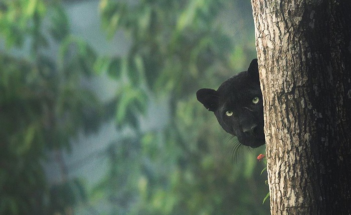 Nhiếp ảnh gia dành 12 tiếng/ngày trong 5 năm liên tục, lang thang trong rừng để chụp được chú báo đen đẹp như bước từ trong The Jungle Book ra