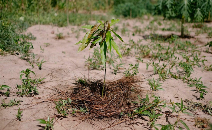 Ecosia - công cụ tìm kiếm "phủ xanh Trái Đất" vừa trồng thành công cây thứ 100 triệu