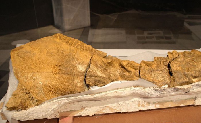 Phát hiện ra xác ướp khủng long có dấu chân hình móng ngựa tại Hoa Kỳ