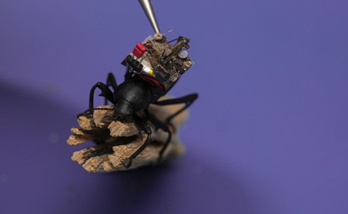 Chế tạo thành công camera 'siêu tý hon', nhỏ đến mức có thể lắp vừa trên lưng một con bọ cánh cứng