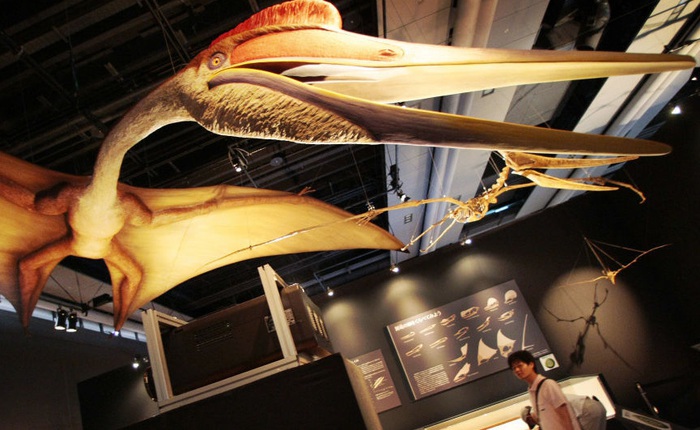 Canada phát hiện ra loài khủng long bay mới, có kích thước tương đương một chiếc máy bay nhỏ
