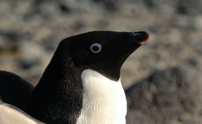 Ở Nam Cực, có loài chim cánh cụt "đại tiện" ra đường phân dài tới 1,34 mét