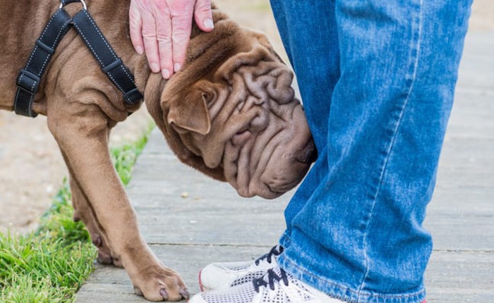 Tin vui: Huấn luyện thành công chó đánh hơi được người nhiễm COVID-19, tỷ lệ chính xác cực cao