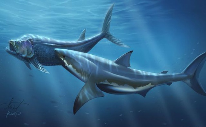 Cretoxyrhina: Loài cá mập thời tiền sử còn đáng sợ hơn cả Megalodon