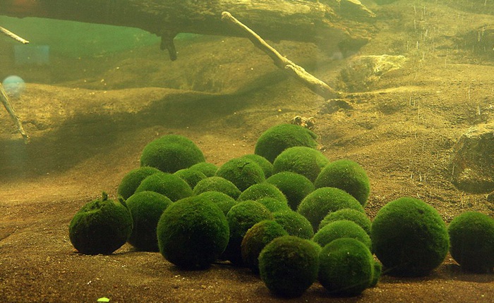 Marimo: Loài tảo cầu cực kì "đáng yêu" đang dần trở thành trào lưu chăm sóc như thú cưng tại Nhật Bản