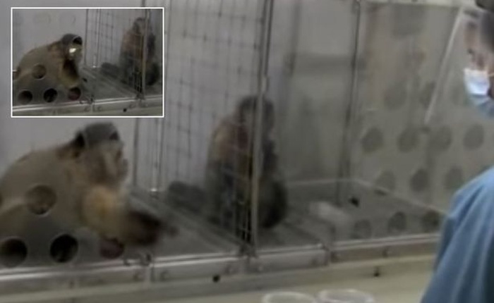 Nghiên cứu mới cho thấy loài khỉ cũng có cảm giác bất công giống như con người