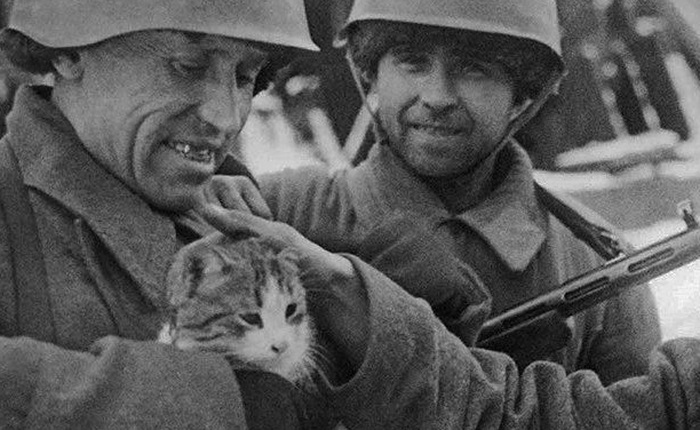 "Chiến dịch thả mèo", những người lính dù đáng yêu nhất trong lịch sử được Không quân Hoàng gia Anh đích thân vận chuyển để đối phó với bệnh dịch